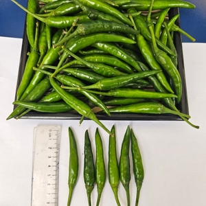พริกเขียวเกรดอาหารแบบพรีเมี่ยมสดจากเวียดนามพริกเผ็ดที่สุดค้าที่ดีที่สุด - Product Image 2