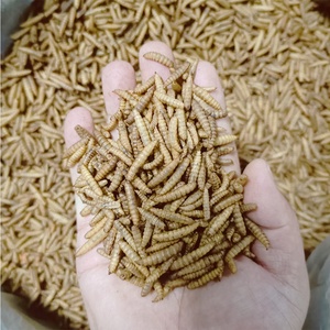 อาหารสำหรับสัตว์เลื้อยคลาน ไบโอฟอร์เต้ ตัวอ่อนแมลงวันดำอบแห้ง โปรตีนสูง ฆ่าเชื้อด้วยไมโครเวฟ ไม่มีกลิ่น สำหรับกิ้งก่ามีหนวดและกิ้งก่าเสือดาว - Product Image 3