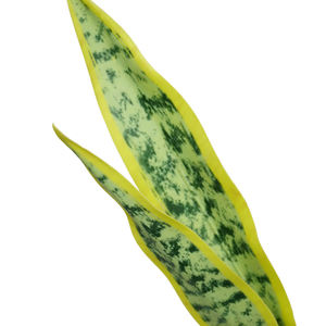 Buena venta 3D impresión diferente Color Artificial <span class=keywords><strong>Sansevieria</strong></span> planta Faux suculenta planta Tropical para sala de estar interior - Product Image 5