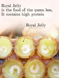 <span class=keywords><strong>OEM</strong></span> ODM özel etiket arı sütü Oral sıvı saf organik Ginseng bağışıklık ve güzellik için arı sütü Oral sıvı - Product Image 2
