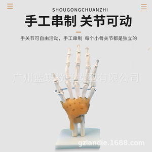 แบบจำลองข้อต่อมือ; แบบจำลองกระดูกอัลน่าและกระดูกรัศมีของมือ; โครงกระดูกมนุษย์; แบบจำลองโครงกระดูกมือมนุษย์ - Product Image 4