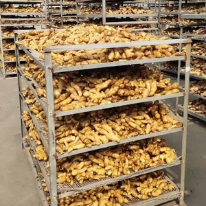 Trung Quốc Gừng Tươi Hot Bán Trung Quốc Khô Gừng <span class=keywords><strong>2025</strong></span> Cây Trồng Mới Cho Xuất Khẩu - Product Image 6