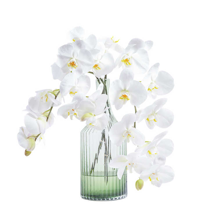 Wholesale hot and high quality fresh cut flowers Phalaenopsis and