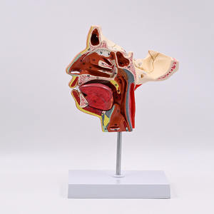 SCIEDU الرأس والوجه والعصب الوعائي البشري القسم السهمي المتوسط مع نموذج تشريح الرأس للأعصاب الوعائية - Product Image 3