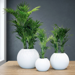Maceta de Fibra de Vidrio Contemporánea, Decorativa, Ligera, para Jardín, Hogar, Oficina, Hotel, Resort - Product Image 1