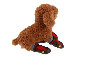 थोक वसंत और ग्रीष्म फैशन अलग शैली चलने वाले पालतू कुत्ते के जूते - Product Image 5