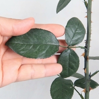 Vente en gros de feuilles de rose préservées, branches de rose de 60-70 cm, tiges de rose éternelle vertes longues pour dôme en verre