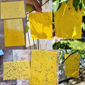 Piège à mouches en papier collant à forte adhérence, haute efficacité de capture, non toxique, pour usage domestique et commercial, intérieur et extérieur - Product Image 3