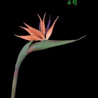 Offre Spéciale automne couleur vraie touche fleurs artificielles oiseau de paradis à vendre