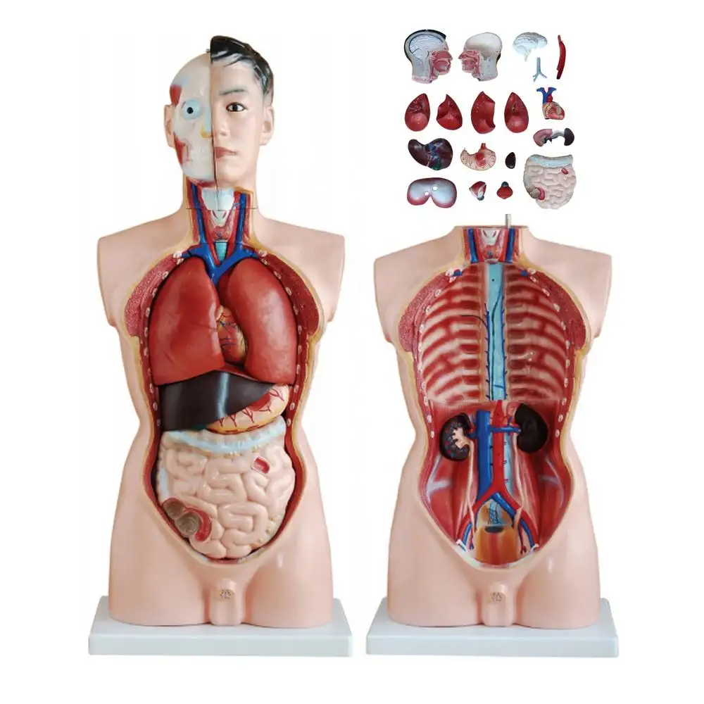 Ayudas biológicas torso unisex clásico humano, 85cm, modelo de anatomía humana de 17 piezas