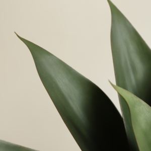 Pianta Artificiale di Aloe Vera in Vaso Konda, Bonsai Decorativo, Pianta Verde in Plastica per Interni con Vaso Bonsai - Product Image 4