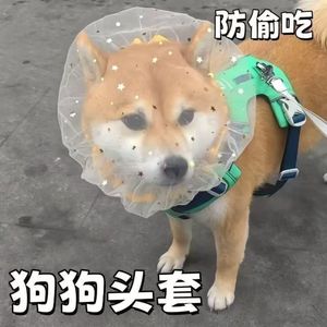 Collier d'entraînement en tissu souple pour chiens de petite race, modèle W3261, utilisable en toutes saisons - Product Image 4