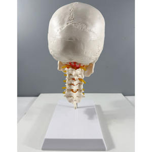 جمجمة بيضاء بشرية تشريحية 3 أجزاء بالحجم الطبيعي على الطراز الأوروبي والأمريكية مع 7 نماذج للعمود الفقري العنقي - Product Image 4