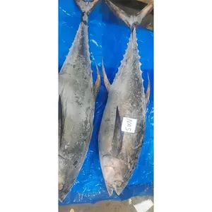 Guter Preis Neue Saison Gefrorene Gelb flossen \ Thunfisch Käufer Leckere Flocken Bonito Thunfisch