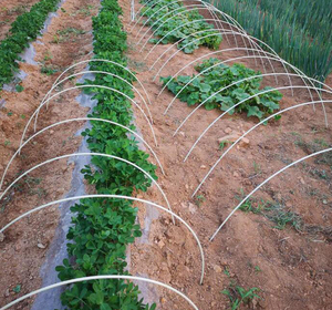 Fiberglass Garden Stakes, Wholesale for Greenhouse Plant Support, Frost Protection and Bird Deterrent - Product Image 5