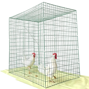 Nouveauté 2026 : Cages de combat économiques pour coqs de combat 1,5*1*1,5 m en treillis métallique galvanisé soudé, pliables et découpables - Product Image 1