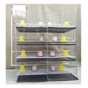 热镀锌4层H型小鸡笼，适用于带饲养者的日间雏鸡