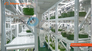 Poudre de spiruline de qualité alimentaire <span class=keywords><strong>GreenFood</strong></span> naturelle pure en vrac à vendre - Product Image 3