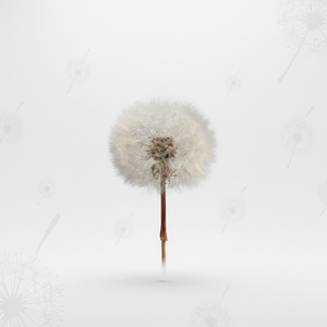 Flor de Diente de León Preservada Directo de Fábrica, Seca y Eterna para Manualidades y Decoración DIY - Product Image 5