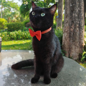 도매 조정 가능한 경량 부드러운 고양이 하네스 및 가죽 끈 세트 고양이 안전 걷기 및 여행 맞춤형 컬러 고양이 하네스 - Product Image 6