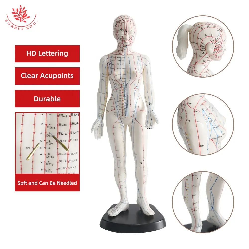Medical Science English Code 48Cm High TCM Teaching Chinese Caupuncture TCM Massage Female Acupuncture Model
