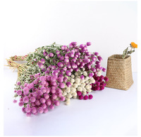 Batang Globe Amaranth Kering Alami Asli, Bunga Gomphrena Abadi untuk Kerajinan DIY, Fotografi, Aromaterapi, Seni Resin