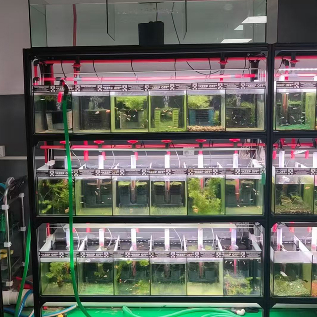 Wholesale Aquarium Medium and Small Ultra white Glass Landscaping Fish Tank Stream fish tank Aquaculture fish tank