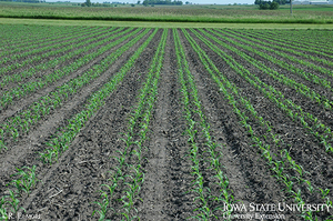 High Efficiency Air Suction 4 6 8 12 Row Soybean Corn Sugar Beet Cotton <b>Vegetable</b> Precision Seeder <b>Planter</b> - Product Image 5