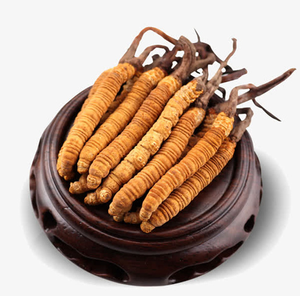 Extracto chino <span class=keywords><strong>de</strong></span> hongo <span class=keywords><strong>de</strong></span> oruga Cordyceps Extracto <span class=keywords><strong>de</strong></span> Cordyceps Sinensis en polvo - Product Image 4