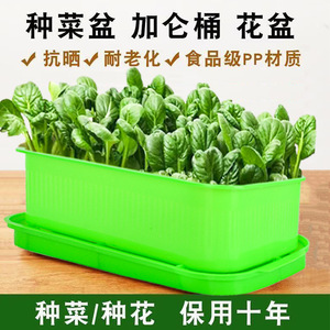 Large and thickened rectangular soilless hydroponic <b>vegetable</b> planting basin for balconies - a multi-functional tool - Product Image 4