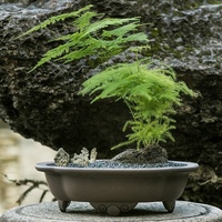 Pot à Bonsaï en Plastique de Forme Ovale Traditionnelle Chinoise de 27 cm pour Petit Arbre