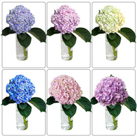 Bunga Hydrangea Biru Segar Bentuk Utuh dan Kencang Pesan Sampel Cepat Hydrangea untuk Acara Pernikahan
