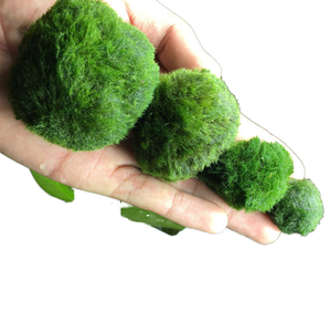 Ecologische <span class=keywords><strong>plastic</strong></span> mosballen aquariumdecoraties in zakjes voor vis, schelpdieren, waterdieren, aquariumplanten 120L - Product Image 1