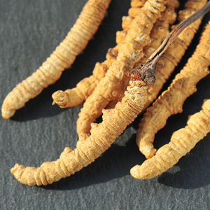 5000 pezzi per kg pure wild Nagqu Top grade <span class=keywords><strong>Cordyceps</strong></span> sinensis S size - Product Image 6