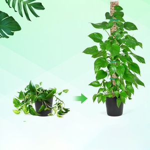 Poste de Musgo Tipo Caparazón de Tortuga Recubierto de Plástico para Soportar Plantas Trepadoras, Macetas, Jardineras, Musgo Sphagnum, Plantas de Interior, Jardín - Product Image 6