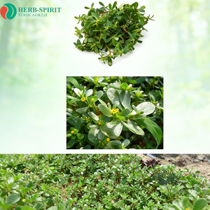 Herbspirit: Натуральный органический экстракт портулака (Purslane) 99% в порошке оптом от производителя - Product Image 4