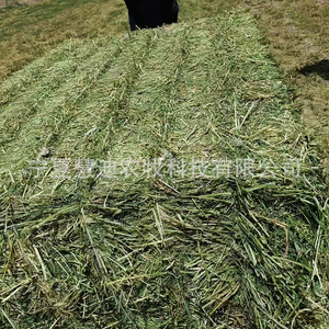 Pacas de Heno de Alfalfa para Yaks, Caballos, Camellos, Cabras Lecheras, Alpacas, Alimento y Nutrición - Product Image 3