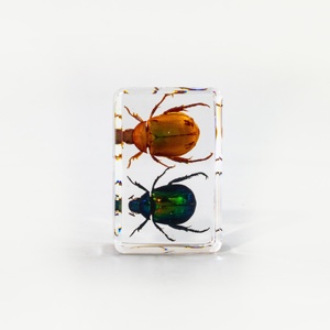 Benji SZ009 Coléoptère Vert Rose Réaliste en Résine, Spécimen Taxidermique, Collection, Artisanat, Cadeau - Product Image 2