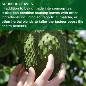 100% ถุงชาธรรมชาติจาก <span class=keywords><strong>Guyabano</strong></span> Soursop ใบชา - Product Image 5