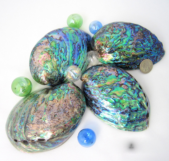 Abalone Shell Lucido " Paua Rainbow LG Verde Mare Blu Beach - Foto 4
