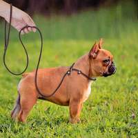 Laisse robuste en cuir véritable de qualité supérieure pour animaux de compagnie Laisse de dressage pour chiens de marche Corde Chaîne de course Laisse de chien en cuir