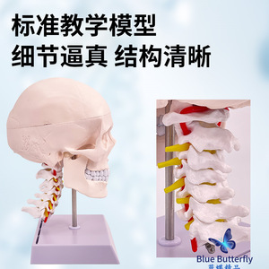 Modèle de crâne humain, crâne naturel de grande taille avec vertèbres cervicales et excroissances, modèle d'artères crâniennes et cérébrales avec support. - Product Image 2
