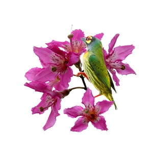 Pha Lê Slate kỹ thuật số sơn dầu Gallery bọc vải hoa chủ đề trang chủ trang trí tường nghệ thuật có tính năng treo trang trí nội thất Yu - Product Image 1