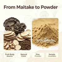 Poudre de champignon Maitake de qualité alimentaire naturelle, Grifola Frondosa, extrait à l'eau, emballage en fût, pour soutenir l'immunité