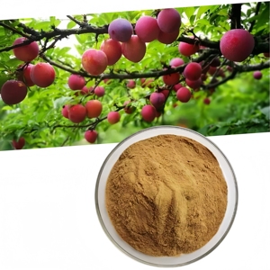 จำหน่ายผงสารสกัดจากพลัมคุณภาพสูง <span class=keywords><strong>Prunus</strong></span> Domestica - Product Image 3