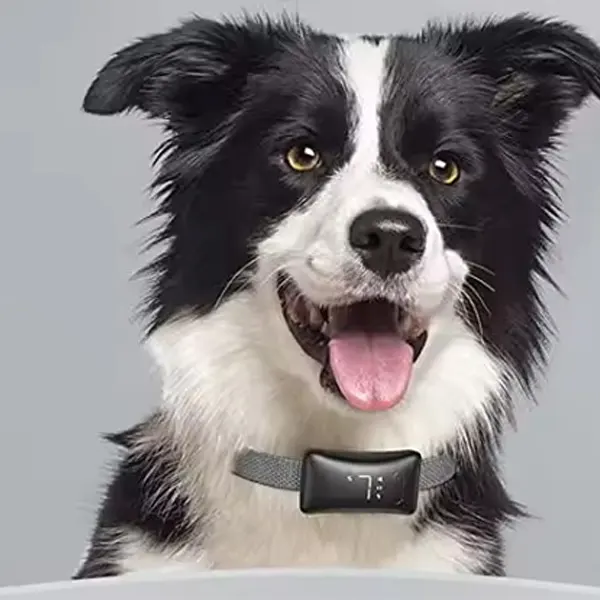 Kerah gonggongan untuk anjing kecil kerah gonggongan pintar 7 kerah pelatihan antigonggongan dapat diisi ulang sensitivitas dapat disesuaikan