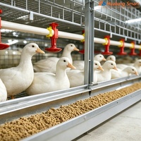 Cage à canards, équipement d'élevage de canards, équipement d'élevage avicole automatique, cage à canards de chair en acier galvanisé à chaud, vente en gros