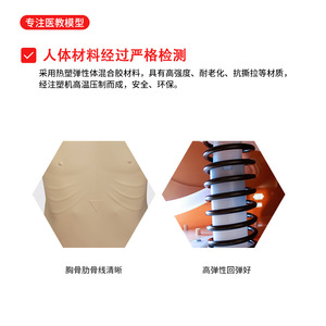 Customized semi-circular CPR manikin/cardiopulmonary resuscitation (CPR) training <b>dummy</b> KS/CPR610B, developed by Jike - Product Image 3