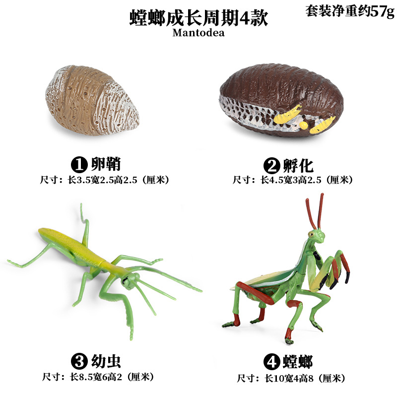 2431 Mantis Ciclo de crecimiento 4 sets