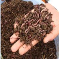 Pupuk Vermikompos Organik Ramah Lingkungan untuk Pertanian, Tanaman Sayuran, Pohon Buah, Tanaman Bunga, Pasokan Massal FARMORA NATURALS